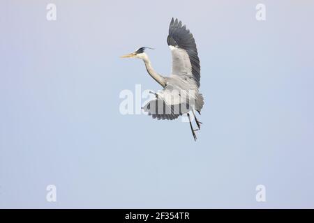 Grey Heron - Coming in Land Ardea cinerea Hertfordshire, Regno Unito BI009710 Foto Stock