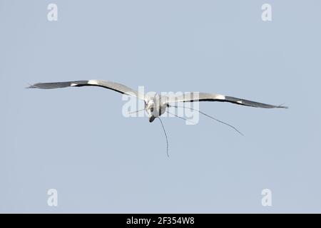 Grey Heron - Carriing Sticks to Nest Site Ardea cinerea Hertfordshire, Regno Unito BI009754 Foto Stock