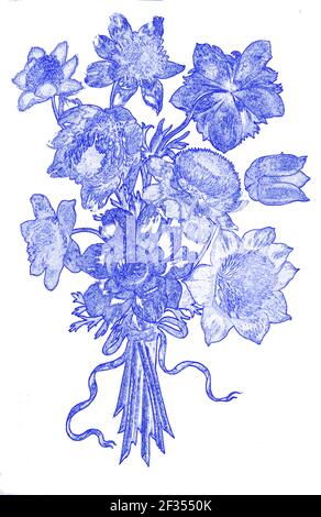 Immagine migliorata digitalmente di un bouquet di Poppy Anemone (Anemone coronaria) 17 ° secolo dipinto a mano su Parchment botany studio di a. Dal Jardin du Foto Stock