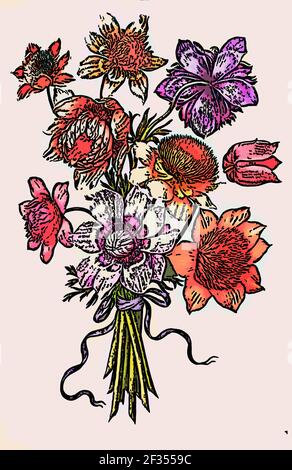 Immagine migliorata digitalmente di un bouquet di Poppy Anemone (Anemone coronaria) 17 ° secolo dipinto a mano su Parchment botany studio di a. Dal Jardin du Foto Stock