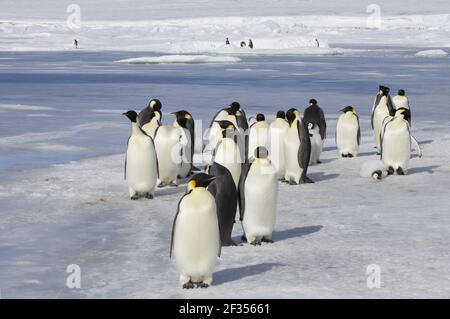 Penguin Imperatore - Adulti e giovani Atenoditi forsteri Snow Hill Isola Antartide BI012233 Foto Stock