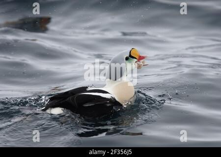 Re Eider - Drake alimentare in mare Uchin Somateria spectabilis Varanger Fjord Norvegia BI013580 Foto Stock