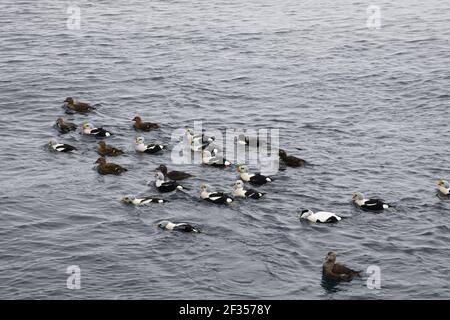 Re Eider - Flock invernale al mare Somateria spectabilis Varanger Fiordo di Norvegia BI013636 Foto Stock