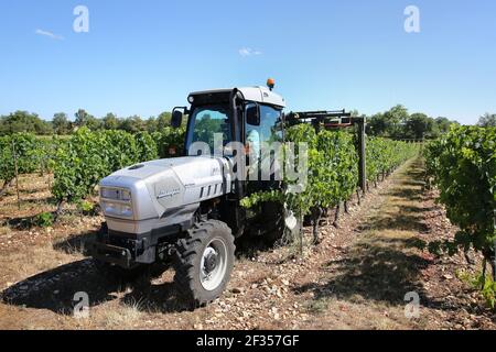 Trespoux-Rassiels (Francia sud-occidentale): Vigneti di Cahors. Rimozione delle foglie Foto Stock