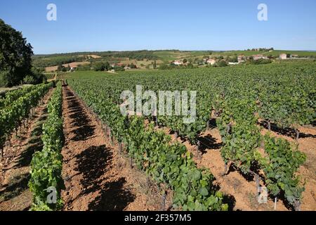 Trespoux-Rassiels (Francia sud-occidentale): Vigneti di Cahors. Foto Stock