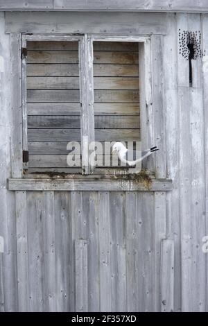 Kittiwake - Nesting on BuildingLarus tridactyla Vardo, Norvegia BI013715 Foto Stock