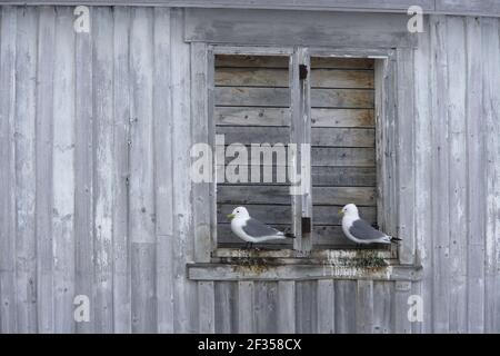 Kittiwake - Nesting on BuildingLarus tridactyla Vardo, Norvegia BI013718 Foto Stock