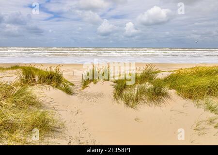 Vista panoramica della duna di sabbia sulla costa del mare del Nord vicino a Wijk aan Zee, provincia Noord Holland, Paesi Bassi. Scenario paesaggistico di natura europea. Foto Stock