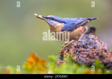 Nuthatch eurasiatico (Sitta europaea) chiamato anche nuthatch di legno appeso su un tronco di albero nella foresta. Fauna selvatica in natura. Spesso visto come uccello da giardino. Liv Foto Stock