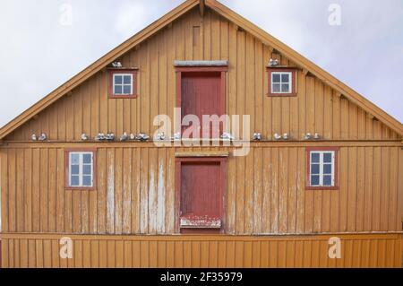 Kittiwake - Nesting on BuildingLarus tridactyla Vardo, Norvegia BI013728 Foto Stock