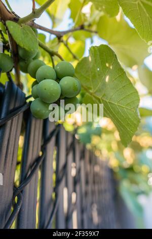 Primo piano di uve verdi sulla vite utilizzata per la produzione del vino. Foto Stock