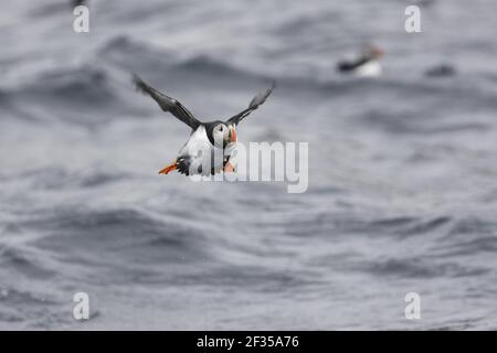 Puffin - decollo dal mare Fratercola artica Varanger Fjord, Norvegia BI013789 Foto Stock