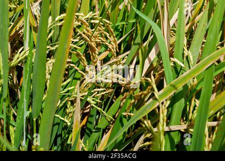 Risaie a terrazze -campi- di Bali, Indonesia Foto Stock