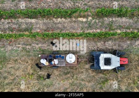 Raccolta manuale: Vista aerea di un vigneto durante la raccolta manuale. Trattore e trebbiatrici Foto Stock