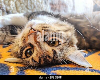 Divertente gatto attraente si stende sulla schiena sul letto dentro luci del sole del mattino Foto Stock