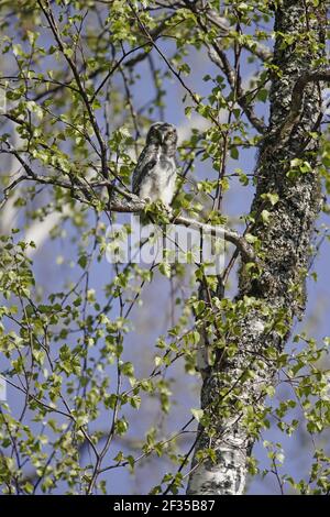 Hawk Owl - Chick che ha recentemente lasciato il nido Surnia ulula Finlandia settentrionale BI014425 Foto Stock