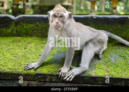 Sangeh, tempio pura Bukit Sari; tempio delle scimmie; scimmia giavanese, macaco, Macaca fascicolaris, Bali, Indonesia Foto Stock