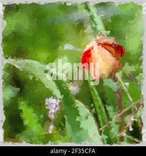 Immagine potenziata digitalmente di un tulipano selvatico di montagna (Tulipa agenensis) fiore germoglio Foto Stock