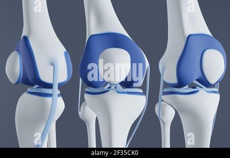 Vista delle ossa e dei legamenti del ginocchio. Foto Stock