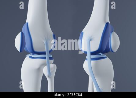 Vista delle ossa e dei legamenti del ginocchio. Foto Stock