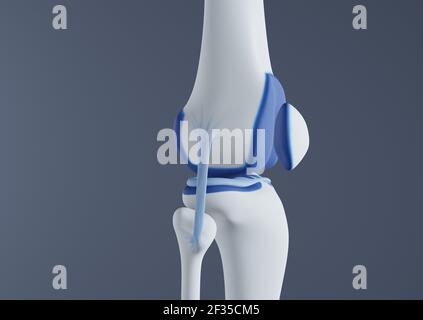 Vista delle ossa e dei legamenti del ginocchio. Foto Stock