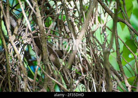 Fogliame astratto vicino di ramoscelli, rami e foglie aggrovigliati Foto Stock