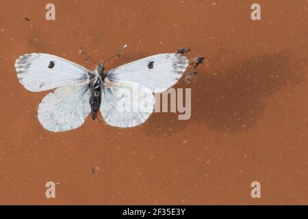 Un bianco grande morto o bianco cavolo (Pieris brassicae) La farfalla galleggia in una pozza d'acqua Foto Stock