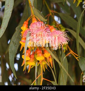 Un gruppo di fiori rossi / rosa, boccioli e foglie verdi grigie di Eucalipto torquata, comunemente noto come gomma di corallo o gomma di Coolgardie, è un albero endemico di W. Foto Stock