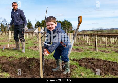 Kilduff Farm, East Lothian, Scozia, Regno Unito, 15 marzo 2021. Frutteto albero di piantagione: Un progetto di blocco per piantare 1,500 alberi di mela e di pera con circa 100 varietà ha tenuto l'agricoltore Russell Calder e altri membri della sua famiglia occupato. Si tratta di un progetto destinato ad aumentare la biodiversità locale e ad essere rispettoso dell'ambiente aumentando il CO2, l'impollinazione e consentendo alle persone di acquistare frutta e succhi a livello locale. Nella foto: Charlie Calder, di 4 anni, aiuta suo padre Russell a piantare un albero di mele Foto Stock