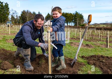 Kilduff Farm, East Lothian, Scozia, Regno Unito, 15 marzo 2021. Frutteto albero di piantagione: Un progetto di blocco per piantare 1,500 alberi di mela e di pera con circa 100 varietà ha tenuto l'agricoltore Russell Calder e altri membri della sua famiglia occupato. Si tratta di un progetto destinato ad aumentare la biodiversità locale e ad essere rispettoso dell'ambiente aumentando il CO2, l'impollinazione e consentendo alle persone di acquistare frutta e succhi a livello locale. Nella foto: Charlie Calder, di 4 anni, aiuta suo padre Russell a piantare un albero di mele Foto Stock