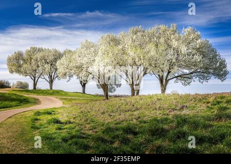 Bradford Pear Trees in fiore in Texas Foto Stock