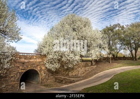 Bradford Pear Trees in fiore in Texas Foto Stock