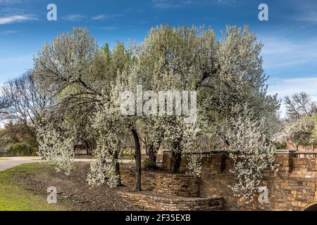 Bradford Pear Trees in fiore in Texas Foto Stock