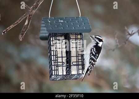 Picchio di pecora, (Dryobates pubescens) Foto Stock