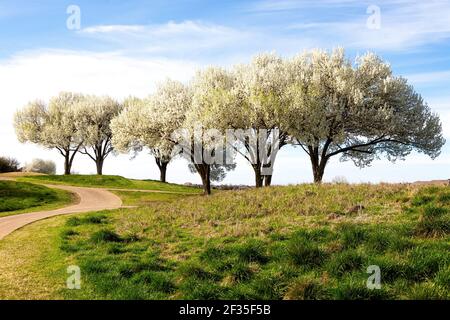 Bradford Pear Trees in fiore in Texas Foto Stock