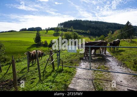 Eistobel passeggiata in Bayern Foto Stock