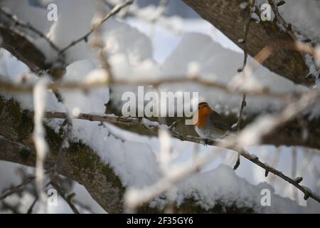 Robin seduto su un ramo in inverno Foto Stock