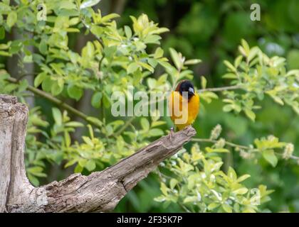 l'uccello tessitore villaggio anche conosciuto come il punteggiato backed weaver o tessitore a testa nera Foto Stock