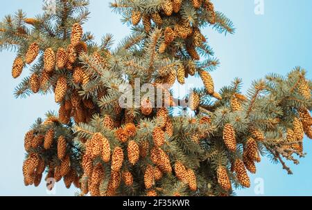Molti coni sui rami di un abete blu Foto Stock