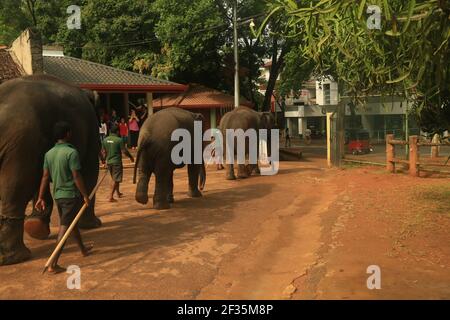 Pinnawala l'Orfanotrofio degli Elefanti, Sri Lanka Foto Stock