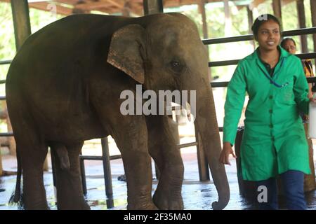 Pinnawala l'Orfanotrofio degli Elefanti, Sri Lanka Foto Stock