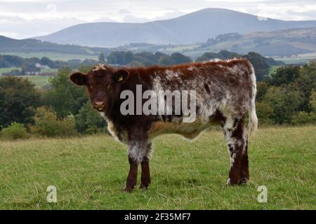 Bestiame di Shorthorn, Lanarkshire Foto Stock