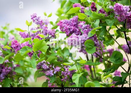Lilla fiorisce. Un bel mazzo di closeup lilla. Foto Stock