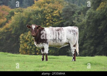 Bestiame di Shorthorn, Lanarkshire Foto Stock