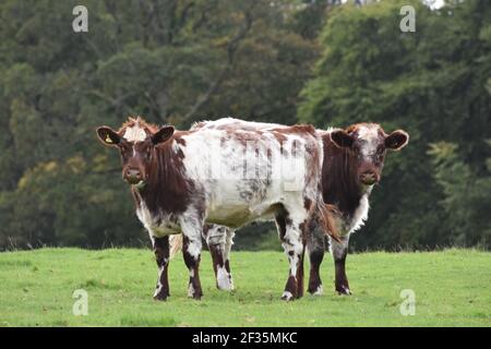 Bestiame di Shorthorn, Lanarkshire Foto Stock