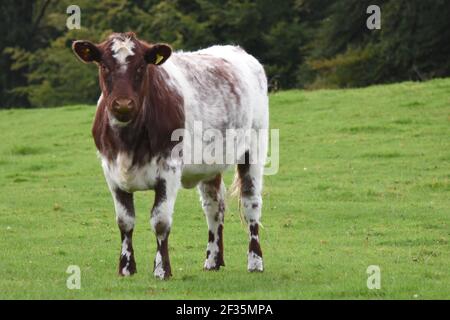 Bestiame di Shorthorn, Lanarkshire Foto Stock