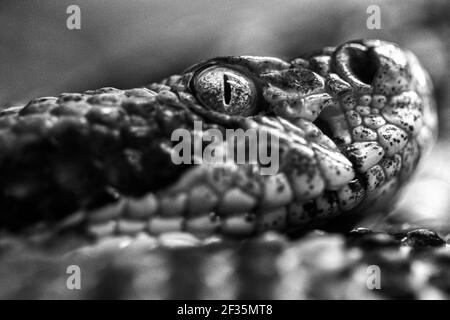 Close-up di un legname rattlesnake (Croatus horridus) nel profilo, al WNC Centro Natura in Asheville, North Carolina, STATI UNITI D'AMERICA Foto Stock