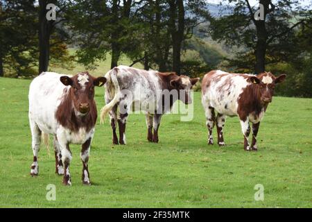 Bestiame di Shorthorn, Lanarkshire Foto Stock