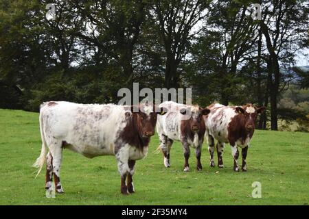 Bestiame di Shorthorn, Lanarkshire Foto Stock