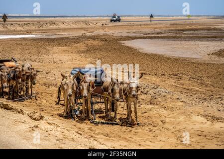 Asino in una zona desertica in Namibia vicino Swakopmund Foto Stock